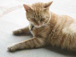 zork the cat